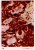 photo micrograph A