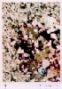 photo micrograph C