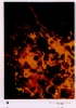 photo micrograph D