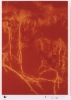 Photo micrograph D