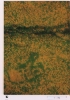 photo micrograph D