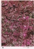 photo micrograph A
