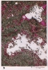 photo micrograph B