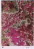 photo micrograph C