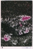 photo micrograph A