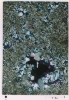 photo micrograph B