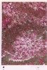 photo micrograph A