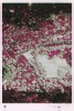photo micrograph B