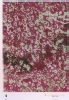 photo micrograph C