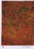 photo micrograph D